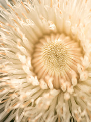 Load image into Gallery viewer, Basket Flower, &#39;Aloha Blanca&#39;
