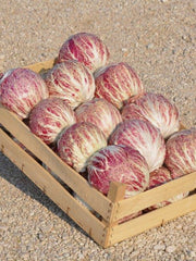 Load image into Gallery viewer, Radicchio (Variegato di Chioggia), &#39;Acquerello&#39;
