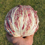 Load image into Gallery viewer, Radicchio (Variegato di Chioggia), &#39;Acquerello&#39;
