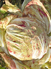 Load image into Gallery viewer, Radicchio (Variegato di Chioggia), &#39;Acquerello&#39;
