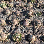 Load image into Gallery viewer, Radicchio (Variegato di Chioggia), &#39;Acquerello&#39;
