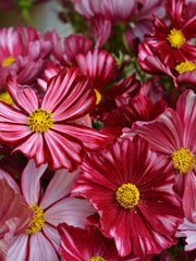 Load image into Gallery viewer, Cosmos, &#39;Velouette&#39;
