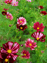Load image into Gallery viewer, Cosmos, &#39;Velouette&#39;
