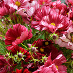 Load image into Gallery viewer, Cosmos, &#39;Velouette&#39;
