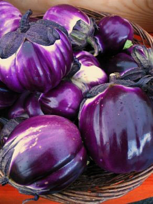 Eggplant, 'Violetta di Firenze'