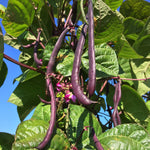 Load image into Gallery viewer, Bean, Pole Snap, &#39;Trionfo Violetto&#39;
