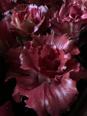 Load image into Gallery viewer, Radicchio (Goriziana), &#39;Voglia&#39;
