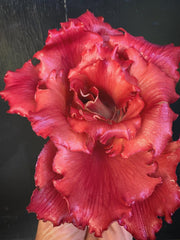 Load image into Gallery viewer, Radicchio (Goriziana), &#39;Voglia&#39;

