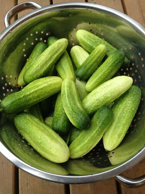 Cucumber, 'Vorgebirgstrauben'
