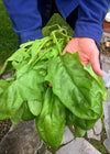 Spinach, 'Winter Giant' (Gigante d'Inverno)
