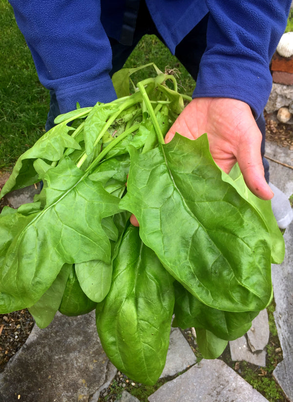 Spinach, 'Winter Giant' (Gigante d'Inverno)
