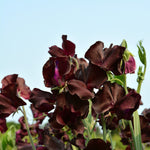 Load image into Gallery viewer, Sweet Pea, &#39;Windsor&#39;
