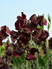 Load image into Gallery viewer, Sweet Pea, &#39;Windsor&#39;
