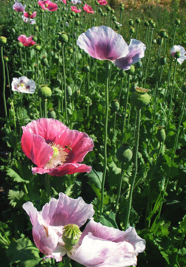 Poppy, Breadseed, 'Ziar' | Uprising Seeds