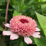 Load image into Gallery viewer, Zinnia, &#39;Zinderella Lilac&#39;
