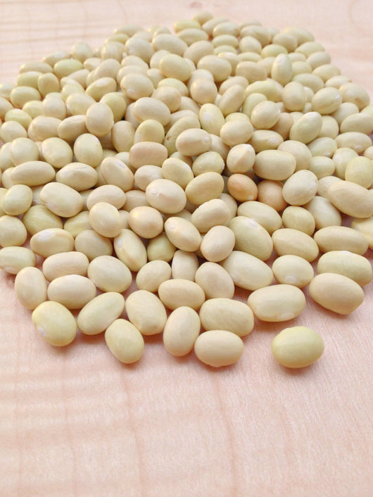 Bean, Bush Dry, 'Zolfino'
